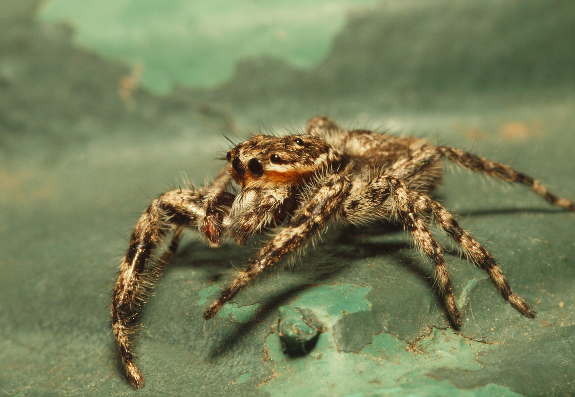 Layin’ Low Tan jumper in N. Texas Platy cryptus undatus,Platycryptus undatus