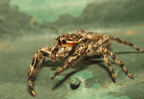 Layin’ Low Tan jumper in N. Texas Platy cryptus undatus,Platycryptus undatus