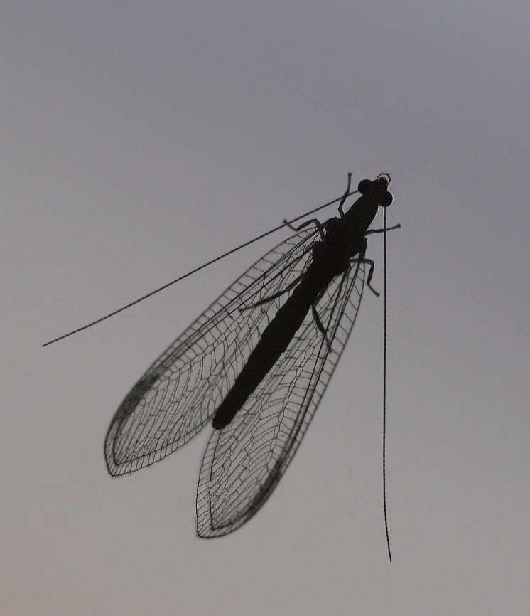 a common lacewing N. Texas Chrysoperla plorabunda,chrysoperla sp.
