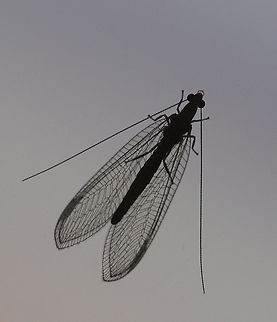 a common lacewing N. Texas Chrysoperla plorabunda,chrysoperla sp.