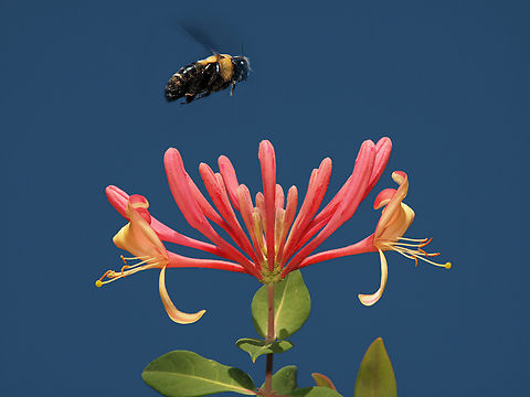 Common honeysuckle photographed in home garden, N. Texas Common Honeysuckle,Lonicera periclymenum