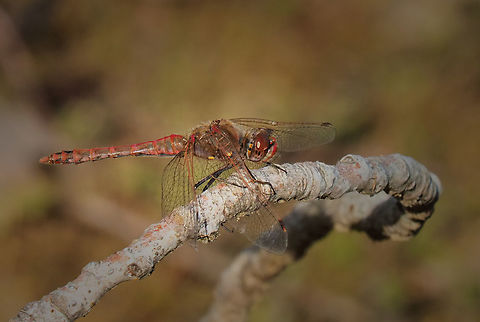 Cooperative photo subject Meadowhawk dragonfly would repeatedly return to perch for photo. N. Texas pond Sympetrum corruptum,Variegated meadowhawk
