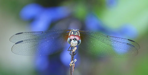 "this perch is taken" Blue dasher holds on tight Blue Dasher,Pachydiplax longipennis