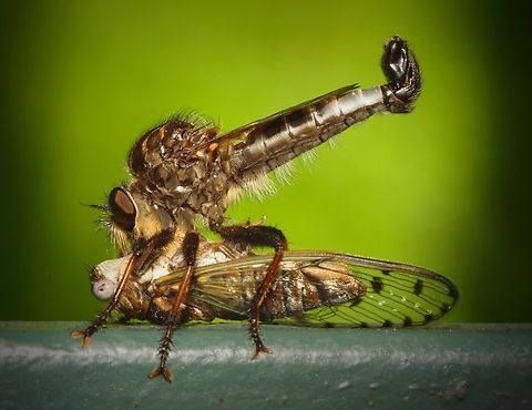 One less cicada Robber fly and prey. N. Texas Efferia aestuans