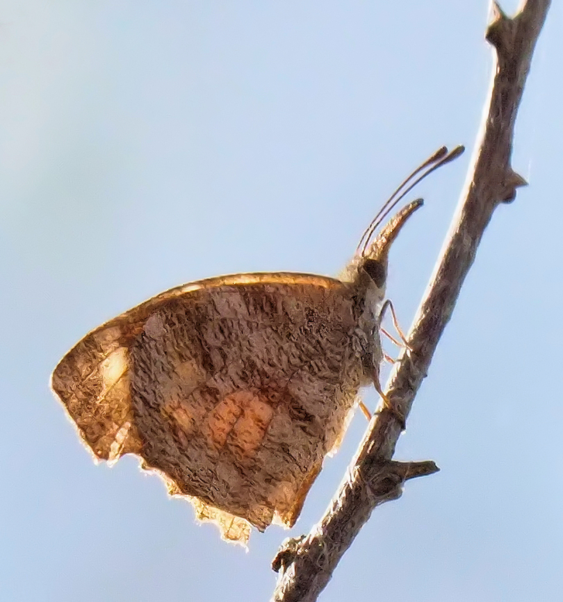 Nosey but nice American snout butterfly viewed in Argyle, TX American snout butterfly,Libytheana carinenta