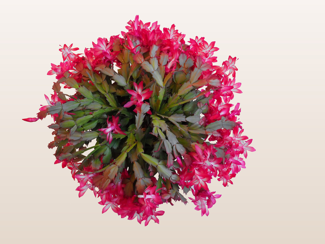 Holiday Wreath Christmas Cactus blooms Christmas Cactus,Schlumbergera truncata