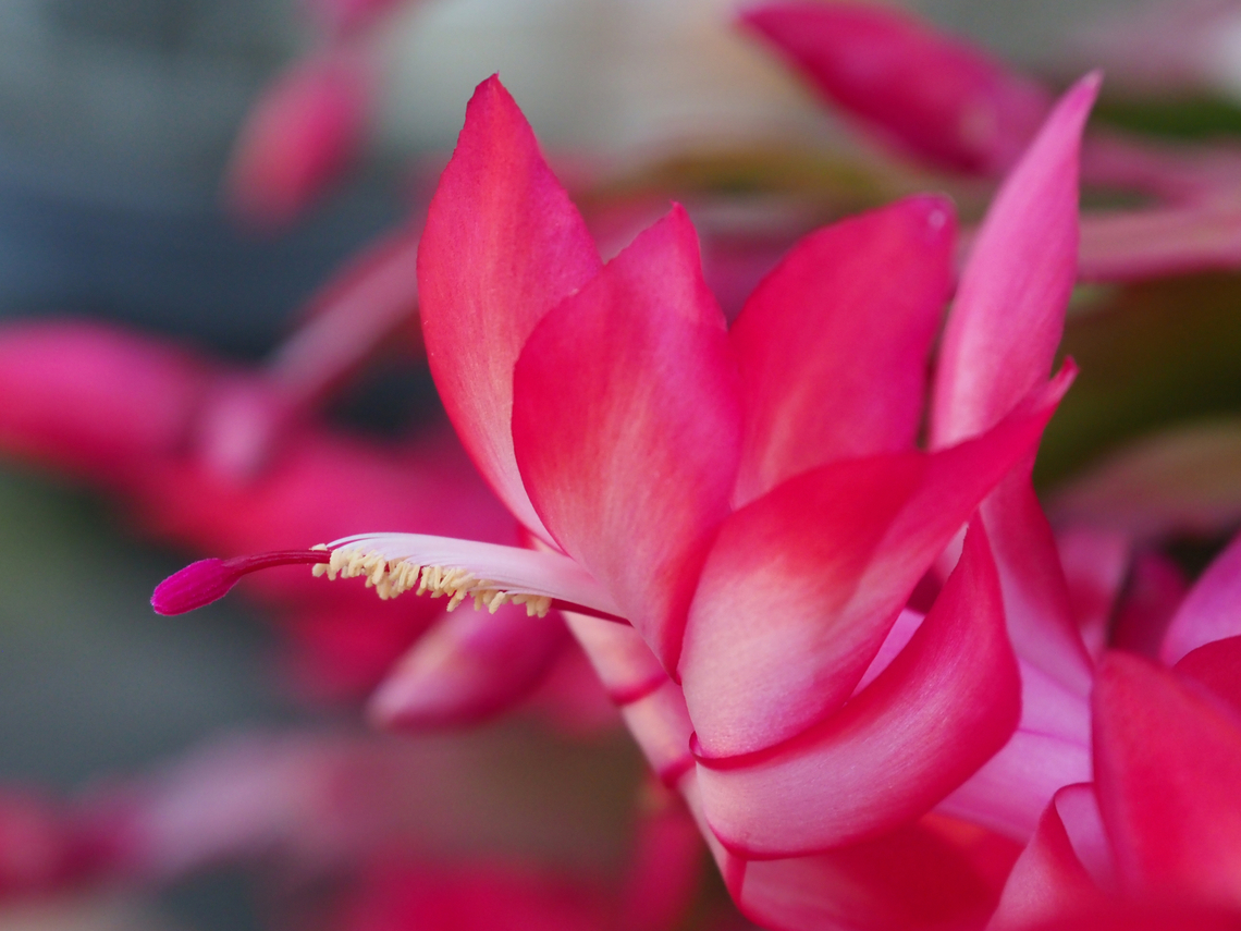 Christmas Cactus Close-up Distinctive Holiday cacti Christmas Cactus,Schlumbergera truncata
