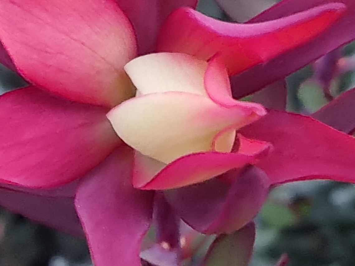 Fynbos, South Africa One of the Fynbos-species, growing on Stellenbosch Mountain.