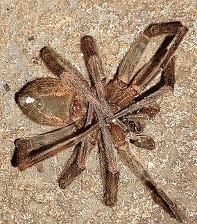 Spider