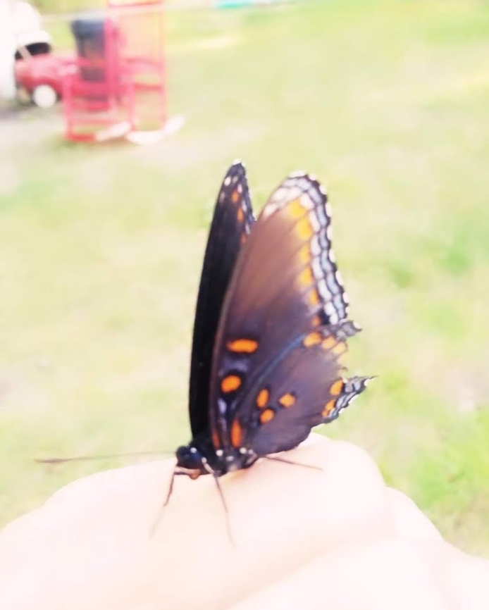 Butterfly  butterfly,flying insect