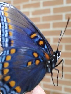 Butterfly This beautiful butterfly was caught outside my house in Clarendon county, South Carolina.  Butterfly,insects