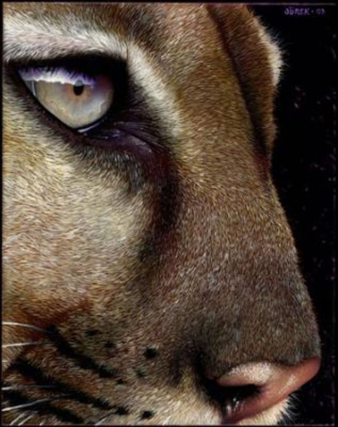 Cougar painting 7 x 8,  inks on wood board, 2003 Big Cats,Cougar,Puma concolor,art
