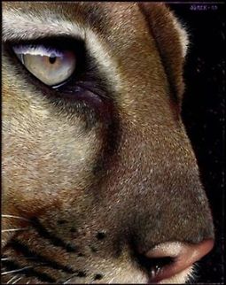Cougar painting 7 x 8,  inks on wood board, 2003 Big Cats,Cougar,Puma concolor,art
