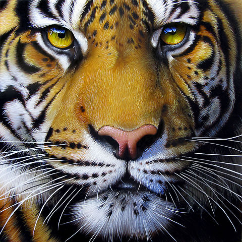 Tiger 12' x 12', Inks on wood board, June 2011 Asia,Panthera tigris,Tiger,art