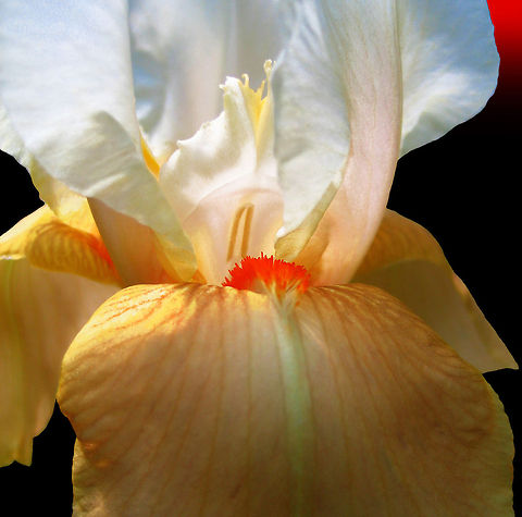 Iris Yellow flower painting Photo realistic painting of a Iris Yellow flower, 30x30 inks on canvas Flowers,art