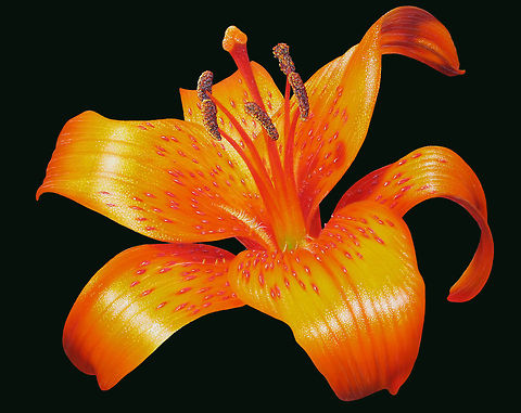 Lily Orange flower painting Orange Lily flower ink painting, 24x30 inks on canvas Flowers,Lilium,art