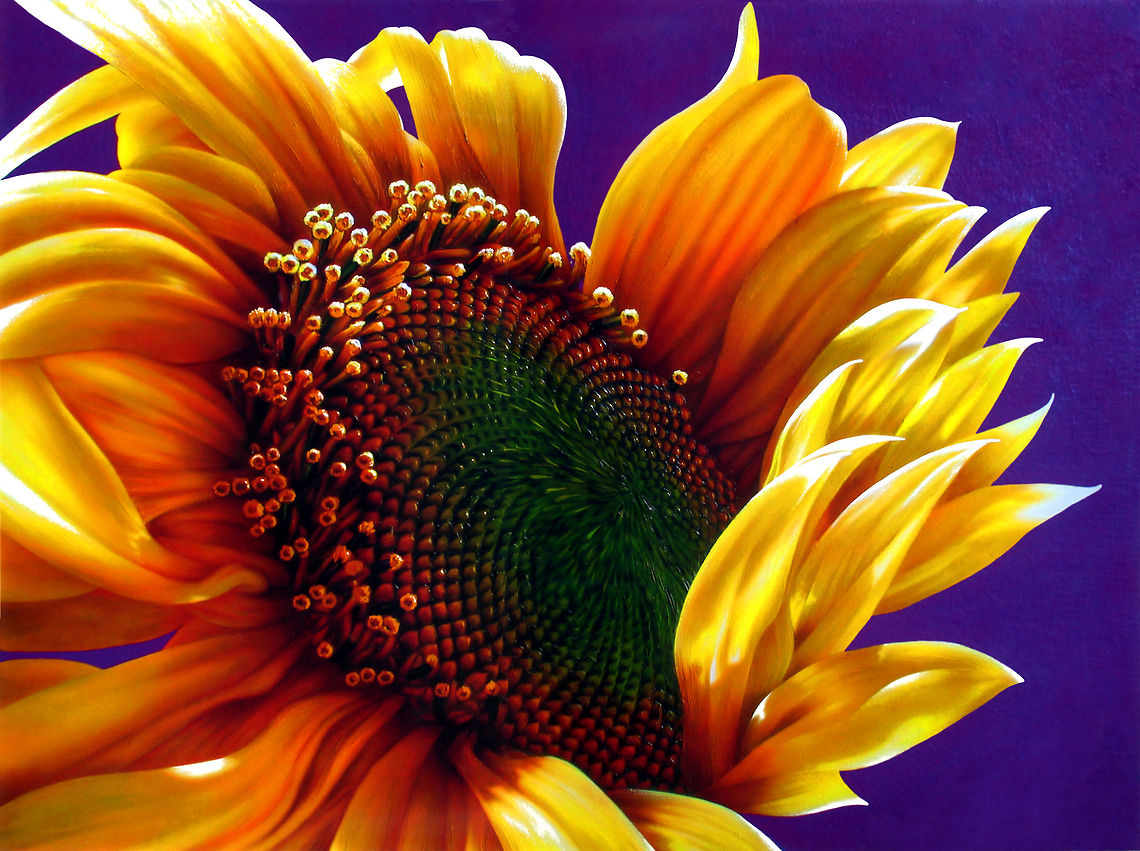 Sunflower flower painting Absolutely stunning flower painting of a yellow sun flower, inks on large canvas Flowers,Helianthus annuus,Helianthus annuusSunflower,art