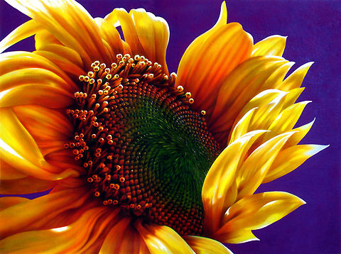 Sunflower flower painting Absolutely stunning flower painting of a yellow sun flower, inks on large canvas Flowers,Helianthus annuus,Helianthus annuusSunflower,art