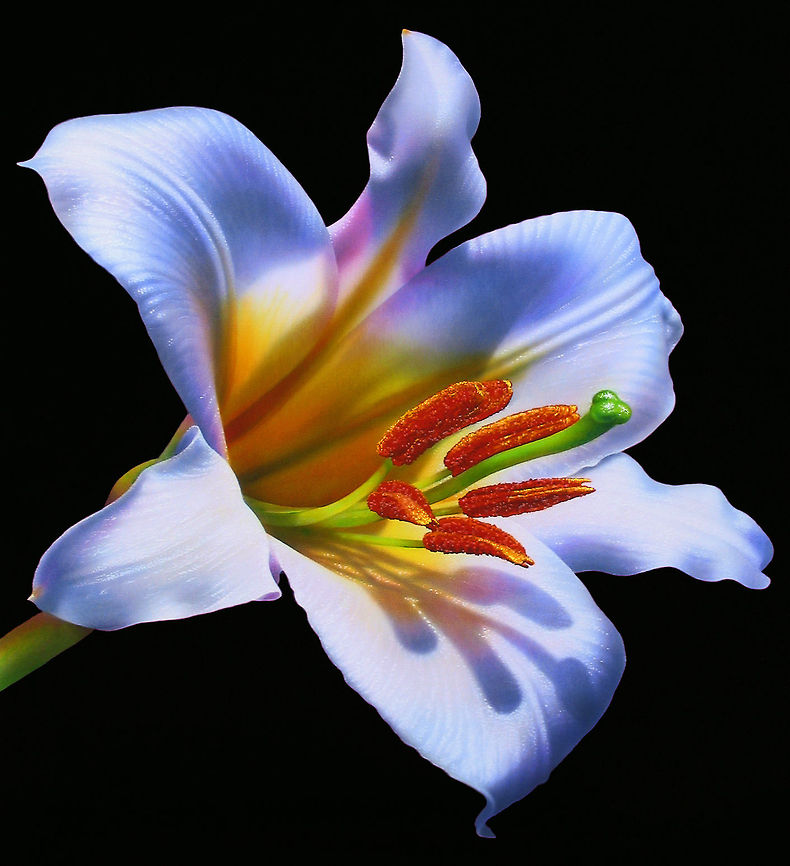 White Lilly flower painting An unbelievably detailed painting of a white lilly flower, 30x30 Inks on canvas Flowers,art