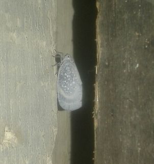 Bythopsyrna tineoides Bythopsyrna tineoides Bythopsyrna tineoides,Indonesia