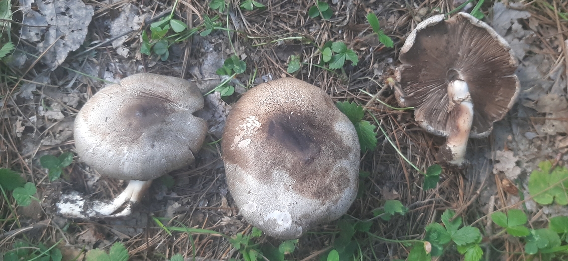 20220807_160305  Agaricus xanthodermus,Yellow-staining mushroom