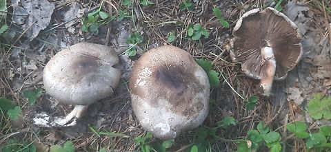 20220807_160305  Agaricus xanthodermus,Yellow-staining mushroom