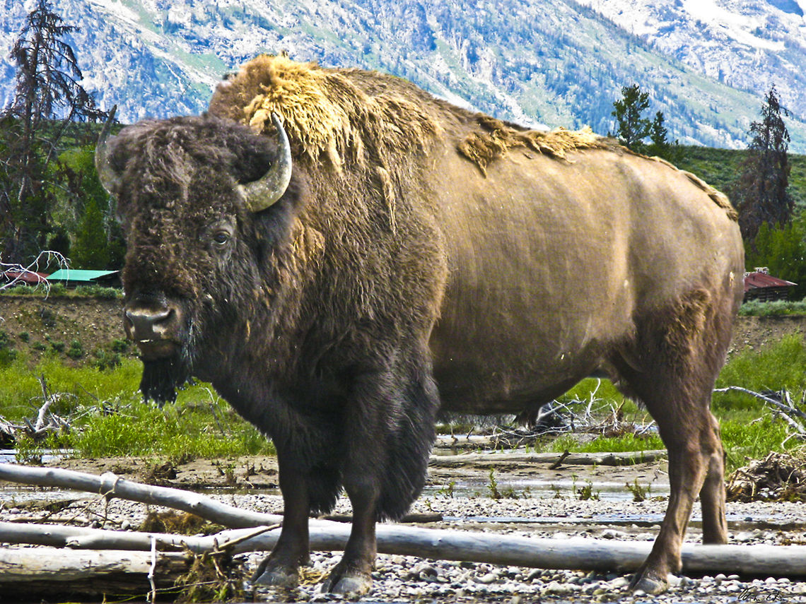 American Buffalo Teton Nat'l. Park American Buffalo,American bison,Bison bison,Buffalo
