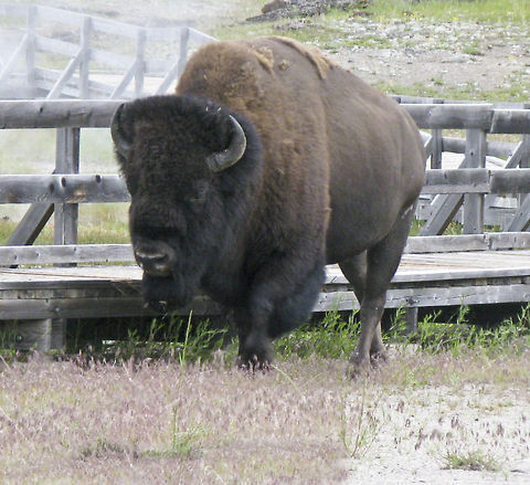 American Buffalo Yellowstone Nat'l. Park American Buffalo,American bison,Bison bison,Buffalo