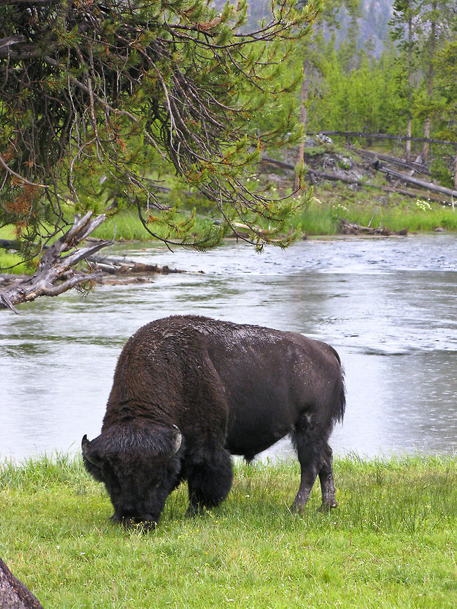 American Buffalo Yellowstone Nat'l. Park American Buffalo,American bison,Bison bison,Buffalo