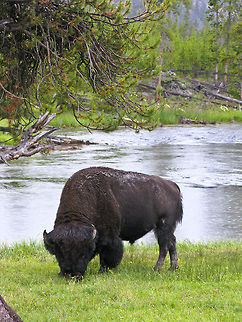 American Buffalo Yellowstone Nat'l. Park American Buffalo,American bison,Bison bison,Buffalo