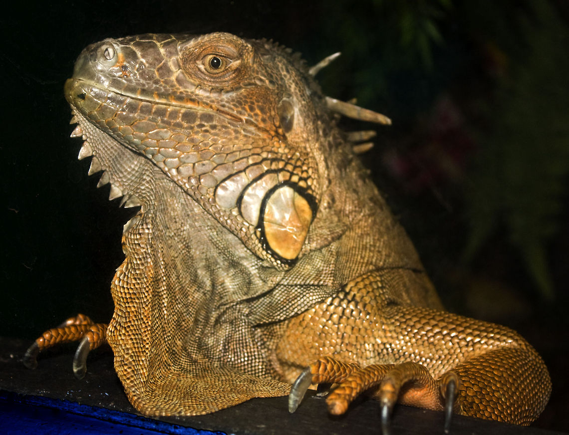 Aquarium Lizard Green Iguana - Mystic, CT Aquarium Green Iguana,Green iguana,Iguana,Iguana iguana,Lizard,Reptiles,Squamata
