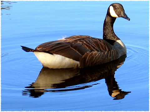 Canadian Goose A Canadian Goose on reflective water. Branta canadensis,Canada,Canada Goose,Canadian Goose,Goose