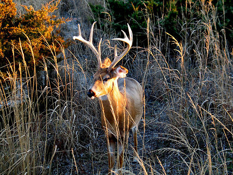 Captree State Park Deer Curious deer in the Captree State Park. Deer,Odocoileus virginianus,White-tailed Deer