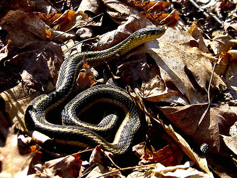 Eastern Garter Snake amidst leaves Eastern Garter Snake Eastern Garter Snake,Reptiles,Serpentes,Snakes