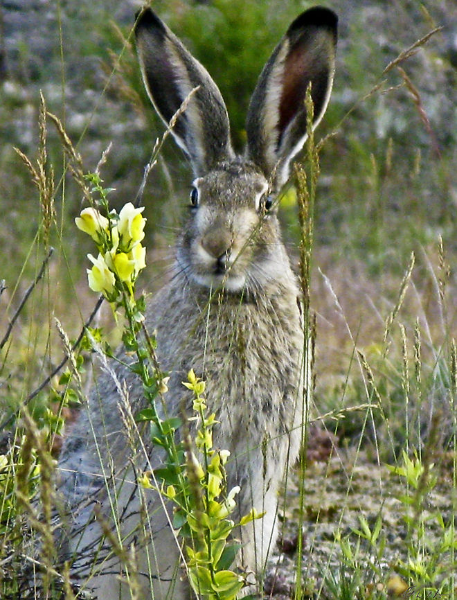 Jack Rabbit Yellowstone Nat&#039;l. Park Hare,Jack Rabbit,Lepus townsendii,Mammals,White-tailed jackrabbit