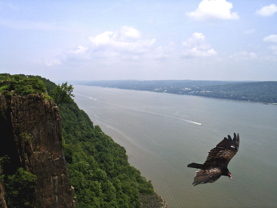 Turkey Buzzard in flight Turkey Buzzard - Palisades Overlook, NJ Birds,Cathartes aura,Flight,Turkey Buzzard,Turkey Vulture,Vulture