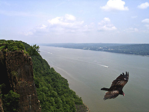 Turkey Buzzard in flight Turkey Buzzard - Palisades Overlook, NJ Birds,Cathartes aura,Flight,Turkey Buzzard,Turkey Vulture,Vulture
