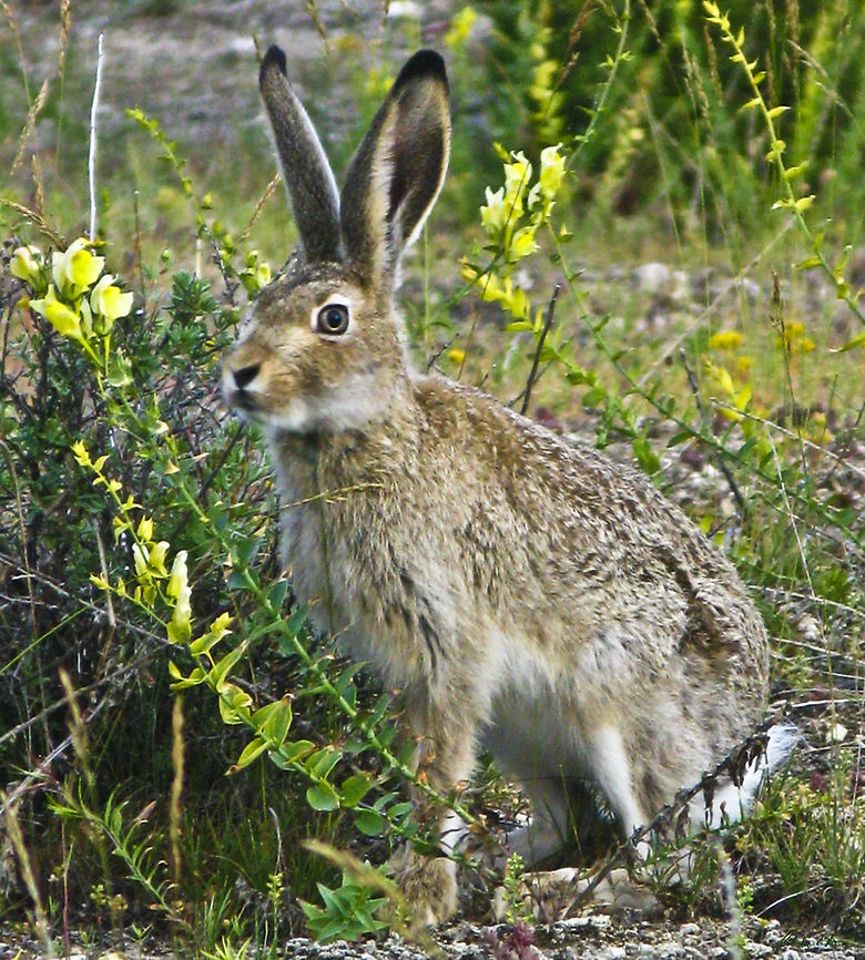 Jack Rabbit Yellowstone Nat'l. Park Jack Rabbit,Lepus townsendii,Rabbit,White-tailed jackrabbit