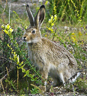 Jack Rabbit Yellowstone Nat'l. Park Jack Rabbit,Lepus townsendii,Rabbit,White-tailed jackrabbit