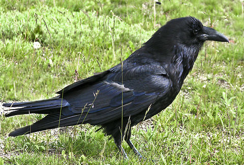 Raven Teton Nat'l. Park Common Raven,Corvus corax,Raven,birds