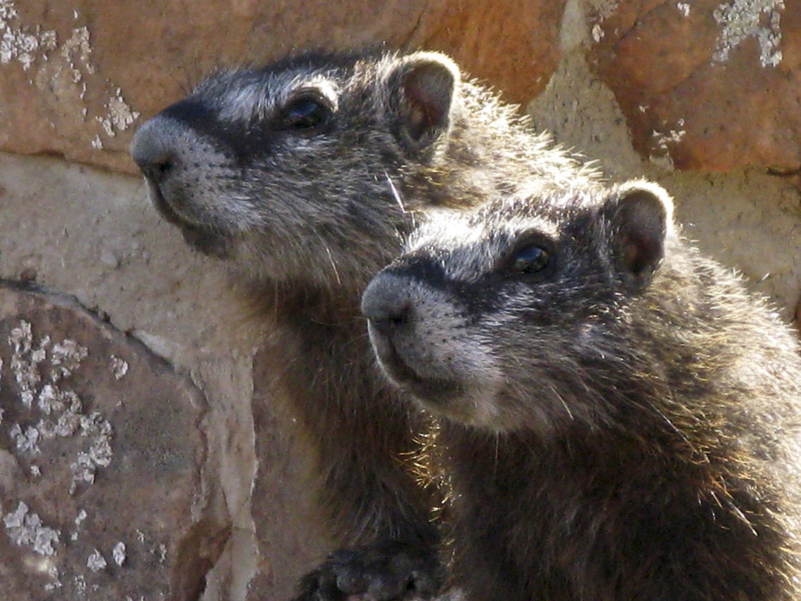 Rock Marmots Teton Nat&#039;l. Park Hoary marmot,Mammalia,Marmot,Marmota caligata,Mountain Marmot
