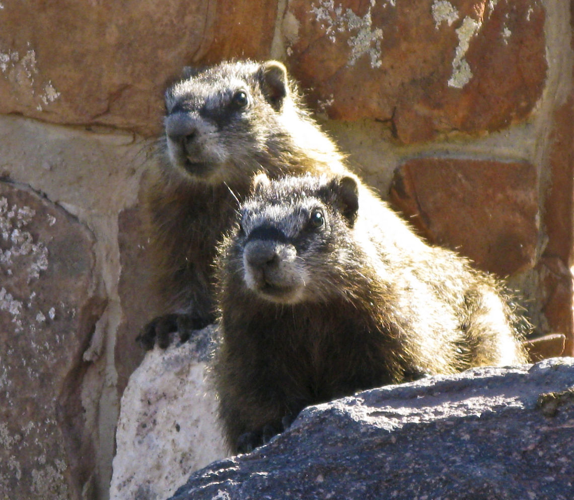 Rock Marmots Teton Nat&#039;l. Park Hoary marmot,Marmot,Marmota caligata,Mountains