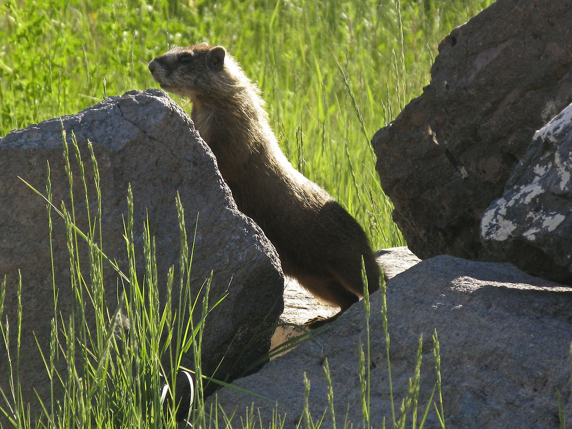 Rock Marmot standing up Teton Nat&#039;l. Park Hoary marmot,Marmot,Marmota caligata,Mountain Marmot