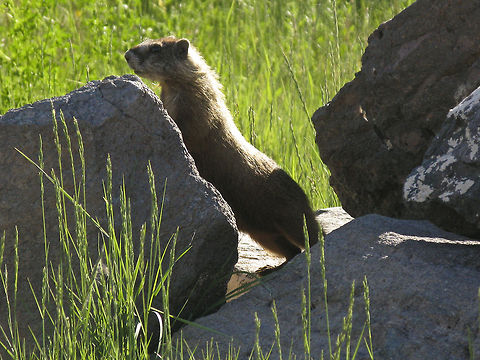 Rock Marmot standing up Teton Nat'l. Park Hoary marmot,Marmot,Marmota caligata,Mountain Marmot