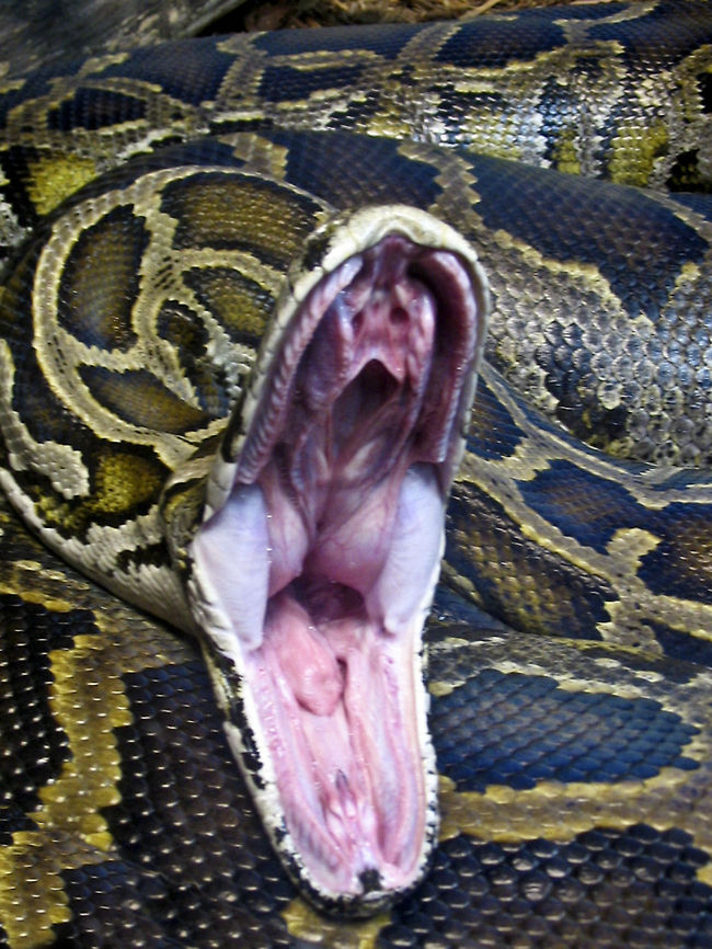 Tired Burmese Python Burmese Python, either yawning or biting. Since pythons usually squeeze their prey then it might just be stretching the jaw muscles. Burmese Python,Python,Python bivittatus,Python molurus bivittatus,Reptiles,Serpentes,Snakes