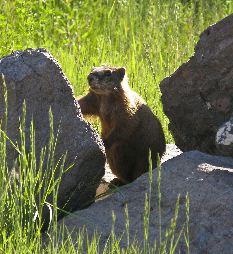 Rock Marmots Teton Nat&#039;l. Park Hoary marmot,Mammalia,Marmot,Marmota caligata,Mountain Marmot