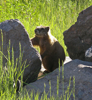 Rock Marmots Teton Nat'l. Park Hoary marmot,Mammalia,Marmot,Marmota caligata,Mountain Marmot