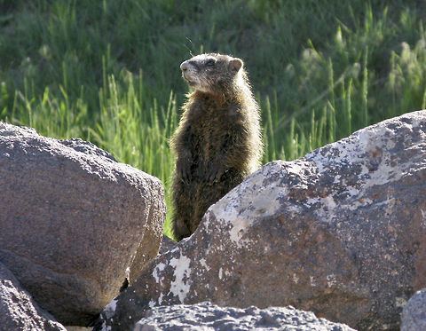 Rock Marmuts Teton Nat'l. Park Hoary marmot,Mammalia,Marmot,Marmota caligata,Mountain Marmot