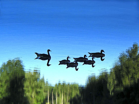 Reverse Reflection Canadian Geese - I sometimes enjoy reflections when they're upside down. Branta canadensis,Canada Goose,Canadian Goose,Goose