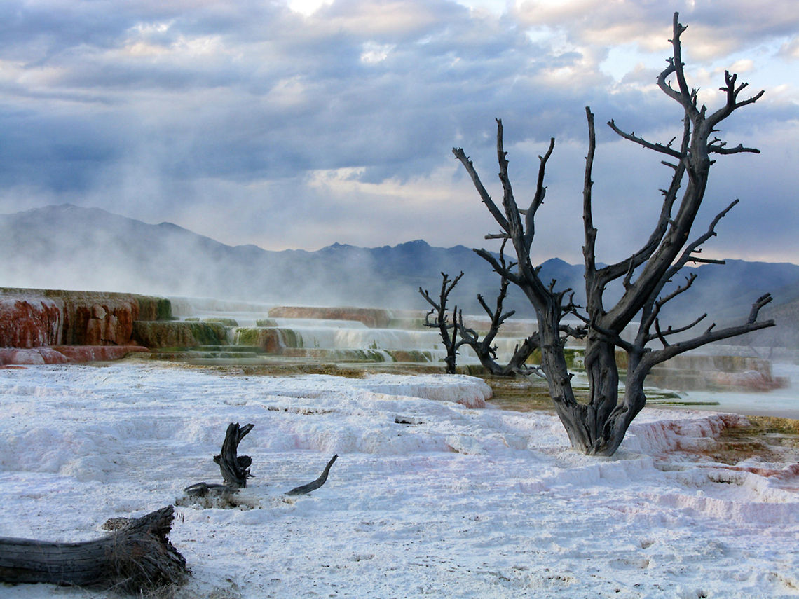 Mammoth Hot Springs 2 A dead tree stands amidst the threatening landscape of the Mammoth Hot Springs. Landscapes,Wyoming,Yellowstone National Park